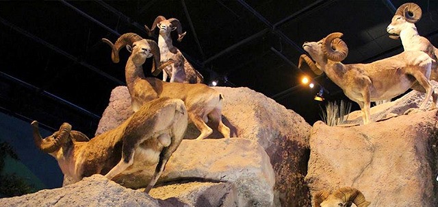 Museo del Desierto, Saltillo