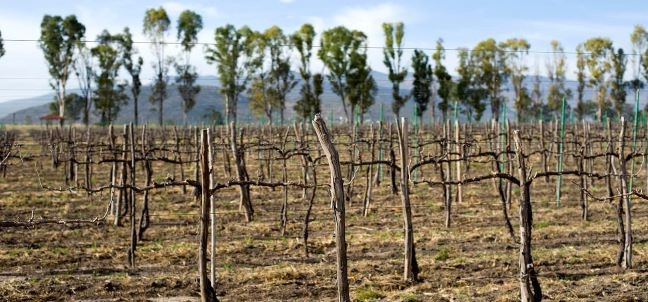 Viñedos de la Sierra de Santa Rosa, San Miguel de Allende