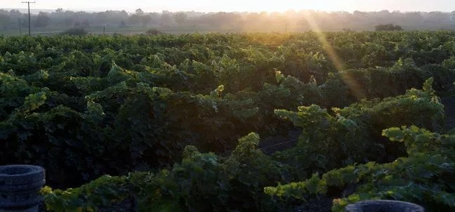 Viñedos de la Sierra de Santa Rosa, San Miguel de Allende