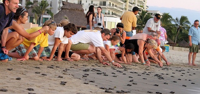 Turtle Camp