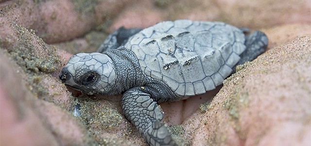 Campamento Tortuguero, Nuevo Vallarta