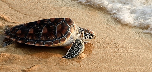 Campamento Tortuguero, Nuevo Vallarta