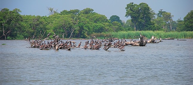 Zona de Manglares y Esteros, Tecolutla