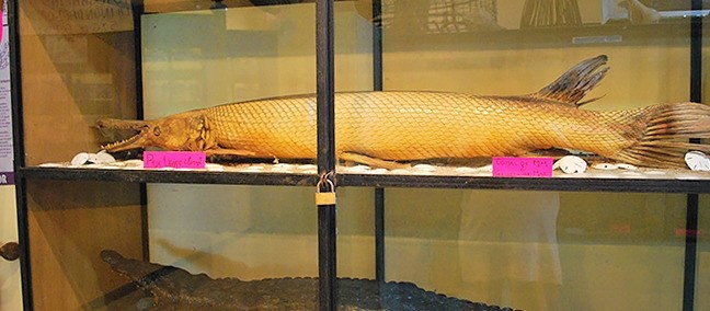 Museo Marino Comunitario, Tecolutla