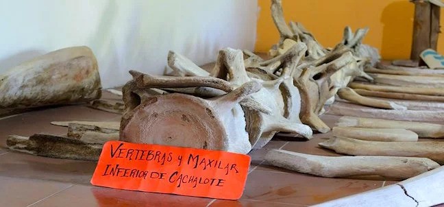 Museo Marino Comunitario, Tecolutla