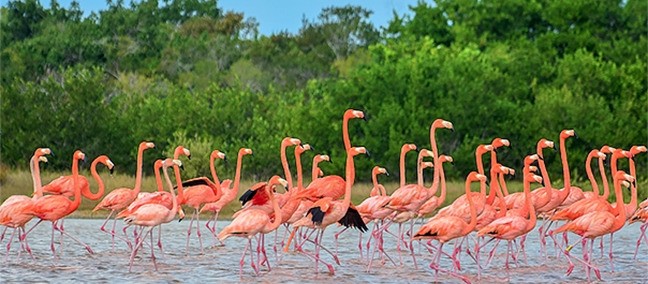 Reserva de la Biósfera Ría Celestún