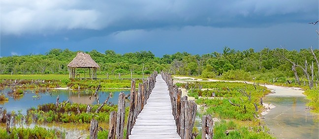Manglares de Dzinitún