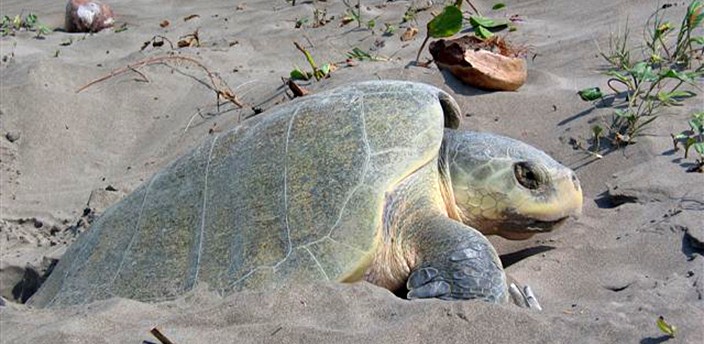 Campamento Tortuguero Vida Milenaria, Tecolutla