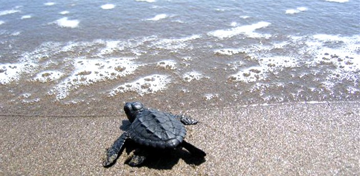 Campamento Tortuguero Vida Milenaria, Tecolutla