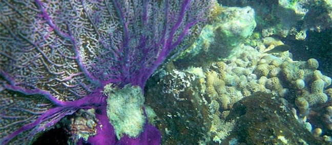 Parque Nacional Arrecifes de Puerto Morelos, Puerto Morelos