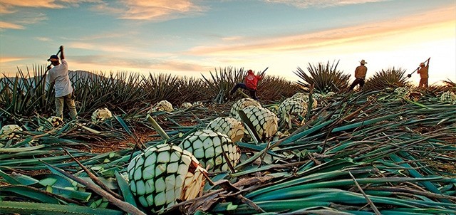 El Arenal, Tequila