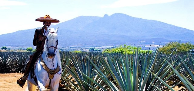 Amatitán, Tequila