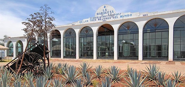 Amatitán, Tequila