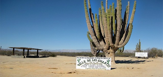 Valle de los Gigantes, San Felipe