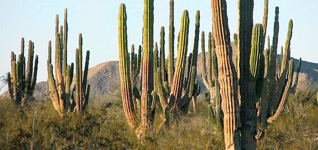 Valle de los Gigantes, San Felipe