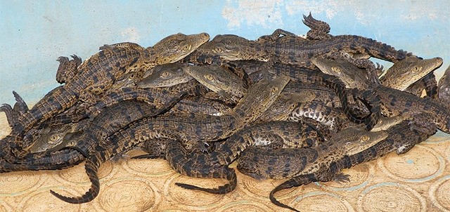 Cocodrilario, Tecomán