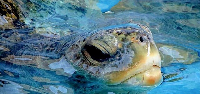 El Tortugario, Centro Ecológico de Cuyutlán, Cuyutlán