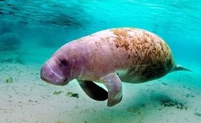 Manatee Sanctuary
