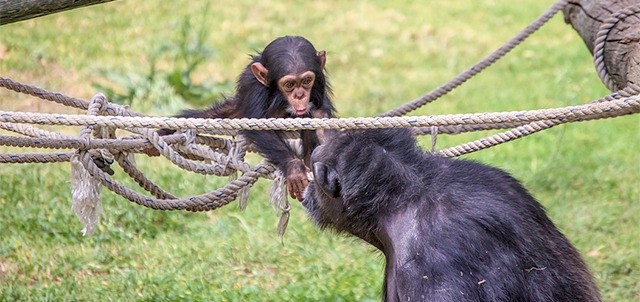 Zoológico de Guadalajara, Guadalajara