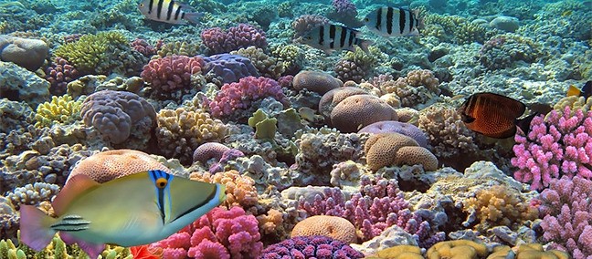 Parque Nacional Arrecifes de Cozumel, Cozumel