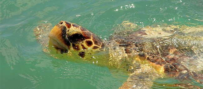 Reserva de la Biosfera de Sian Kaan, Tulum