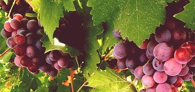 Bodegas Ferriño, Cuatro Ciénegas