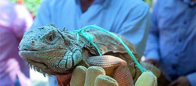 Iguanario, Juchitán de Zaragoza