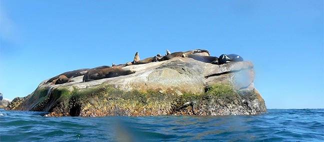 Tour de Buceo y Snorkel, Cabo Pulmo