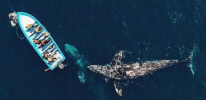 Avistamiento de Ballenas