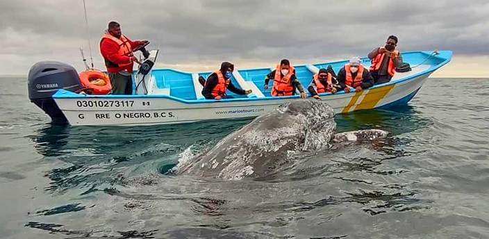 Avistamiento de Ballenas, Guerrero Negro
