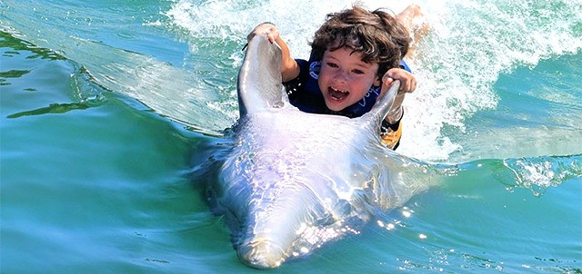 Nado con Delfines, Los Cabos