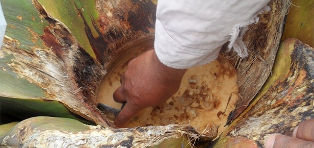 Planicie Pulquera, Apan