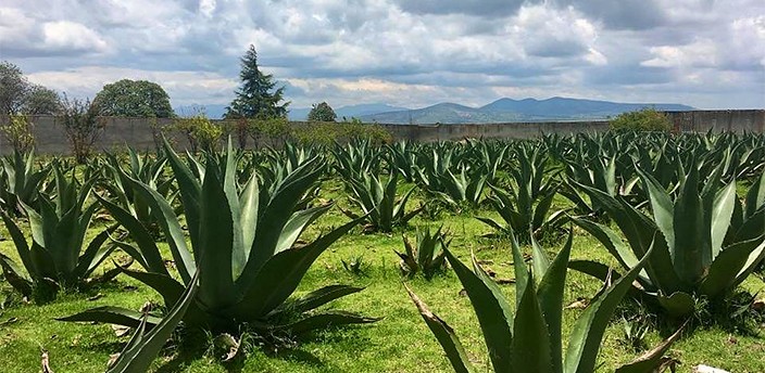 Santuario de las Luciérnagas, Nanacamilpa