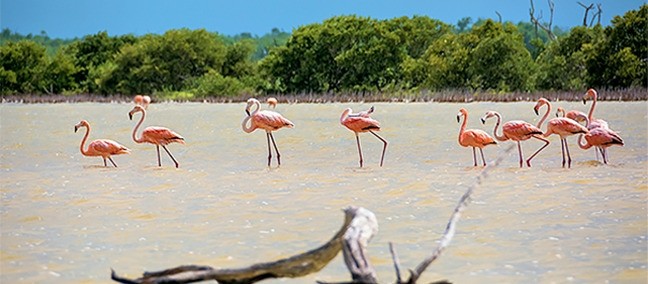 Reserva de la Biósfera de Ría Lagartos, Río Lagartos
