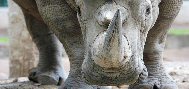 Parque Zoológico Benito Juárez, Morelia