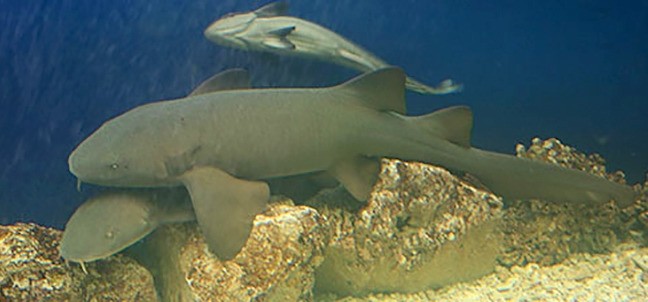 Parque Zoológico Benito Juárez, Morelia