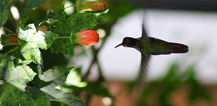 Orquídeas Moxviquil, San Cristóbal de las Casas