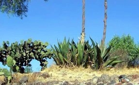 Botanical Garden of Teotihuacan