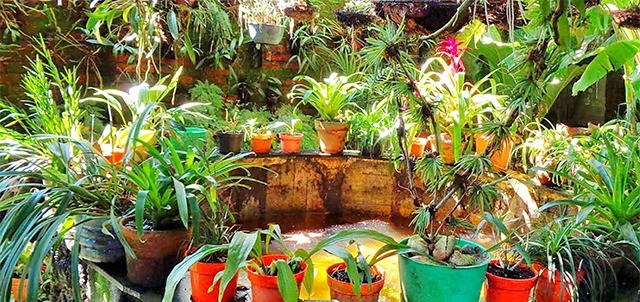 Museo Jardín de las Orquídeas, Coatepec