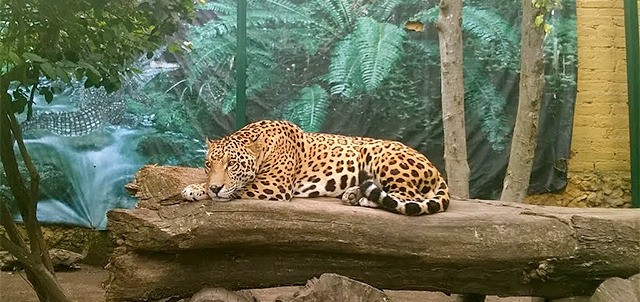 Paseo del Río y Reserva Animal, Orizaba