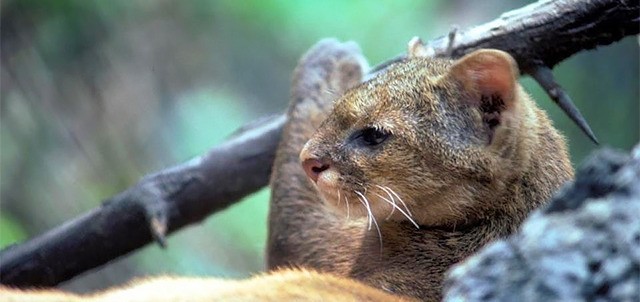 Parque Ecológico Jaguaroundi, Coatzacoalcos