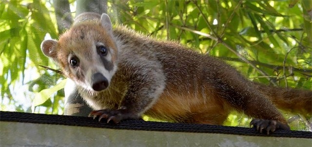 Parque Ecológico Jaguaroundi, Coatzacoalcos
