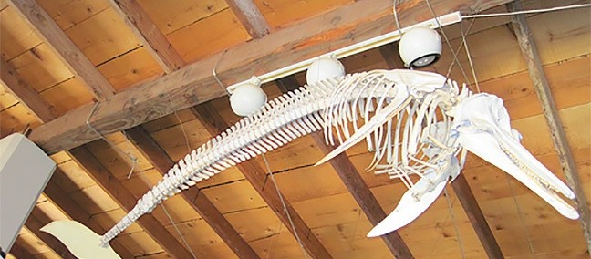 Museo Naturaleza y Cultura, Bahía de los Angeles