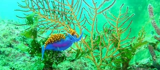Tour por la Bahía de los Angeles, Bahía de los Angeles