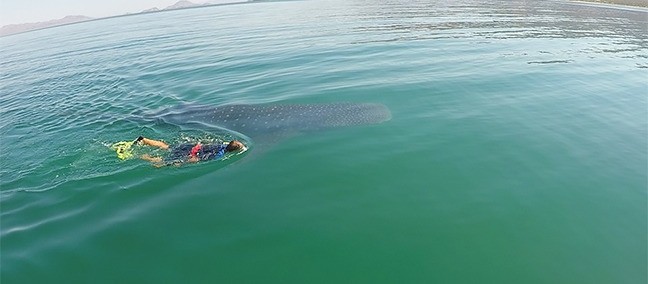 Tour por la Bahía de los Angeles, Bahía de los Angeles