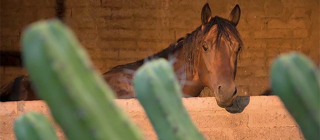 Cabalgatas Las Haciendas, Lagos de Moreno