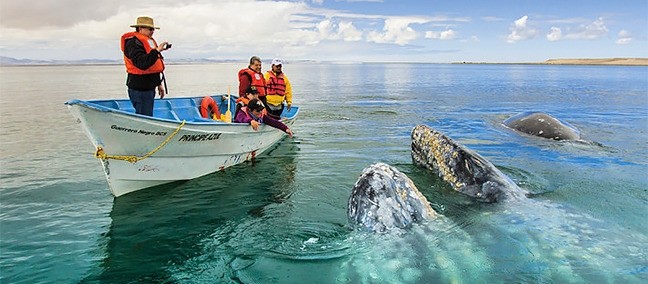 Reserva de la Biosfera El Vizcaíno, Vizcaíno