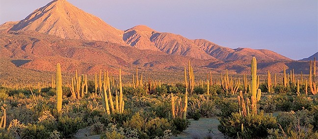 Reserva de la Biosfera El Vizcaíno, Vizcaíno