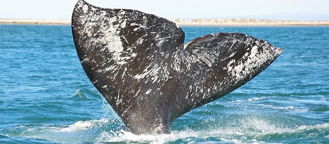 Reserva de la Biosfera El Vizcaíno, Vizcaíno