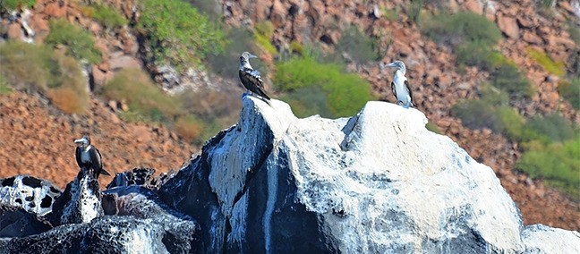 Parque Nacional Bahía de Loreto, Loreto